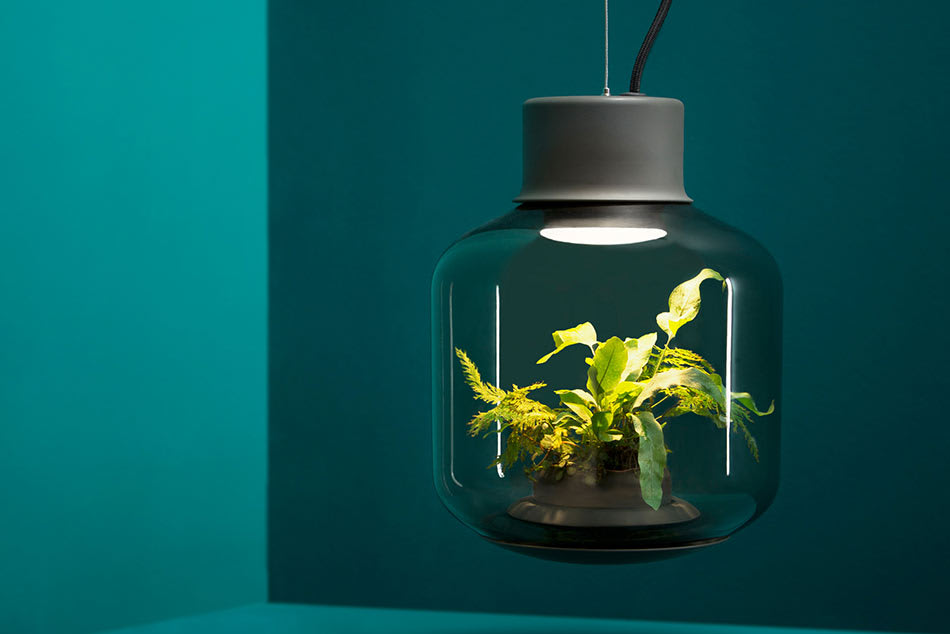 Eine Leuchte in der Pflanzen wohnen, ein autonomes Ökosystem