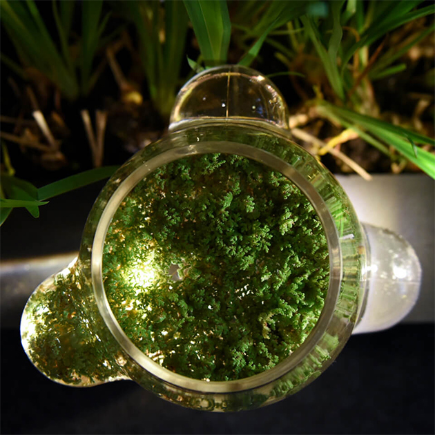 Weltevree – Local Habitat Glas-Vase mit Lupen-Effekt für Insekten und Pflanzen
